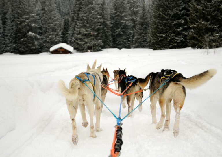 balade en chiens de traineau